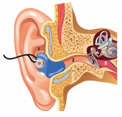 Parts of the Ear